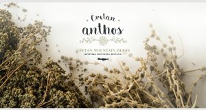 Cretan Anthos